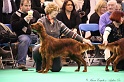 Crufts2011 147